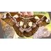 Rothschildia equatoralis eggs